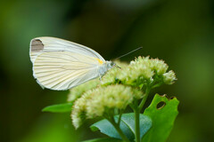 Pieris melete