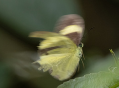 Eurema tominia