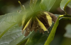 Eurema tominia