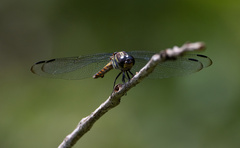 Potamarcha congener