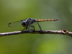 Potamarcha congener