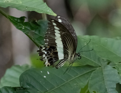 Papilio gigon