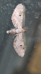 Eupithecia centaureata