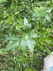 Cardiospermum grandiflorum