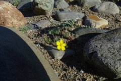 Potentilla astragalifolia