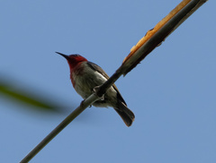 Myzomela chloroptera