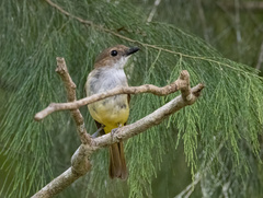 Pachycephala sulfuriventer