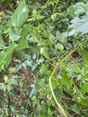 Cardiospermum grandiflorum