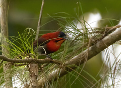 Aethopyga siparaja beccarii
