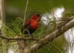 Aethopyga siparaja beccarii