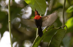 Aethopyga siparaja beccarii