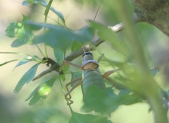 Ephippiger ephippiger