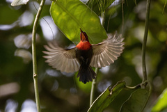 Aethopyga siparaja beccarii