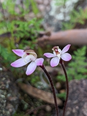 Caladenia fuscata