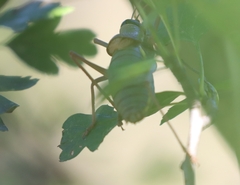 Ephippiger ephippiger