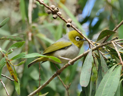 Zosterops lateralis vegetus