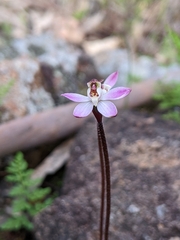 Caladenia fuscata