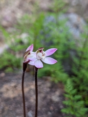 Caladenia fuscata