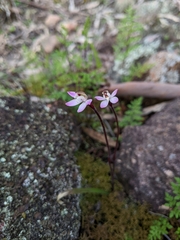 Caladenia fuscata