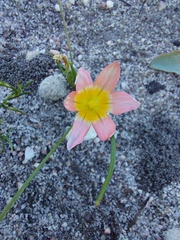Iridaceae