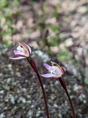 Caladenia fuscata