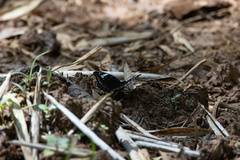 Lexias aeetes