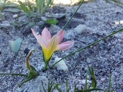 Iridaceae