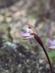 Caladenia fuscata