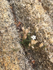 Silene sargentii