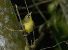 Zosterops chloris