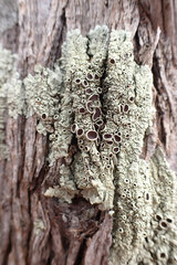 Flavoparmelia rutidota