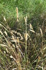 Polypogon monspeliensis