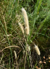 Polypogon monspeliensis