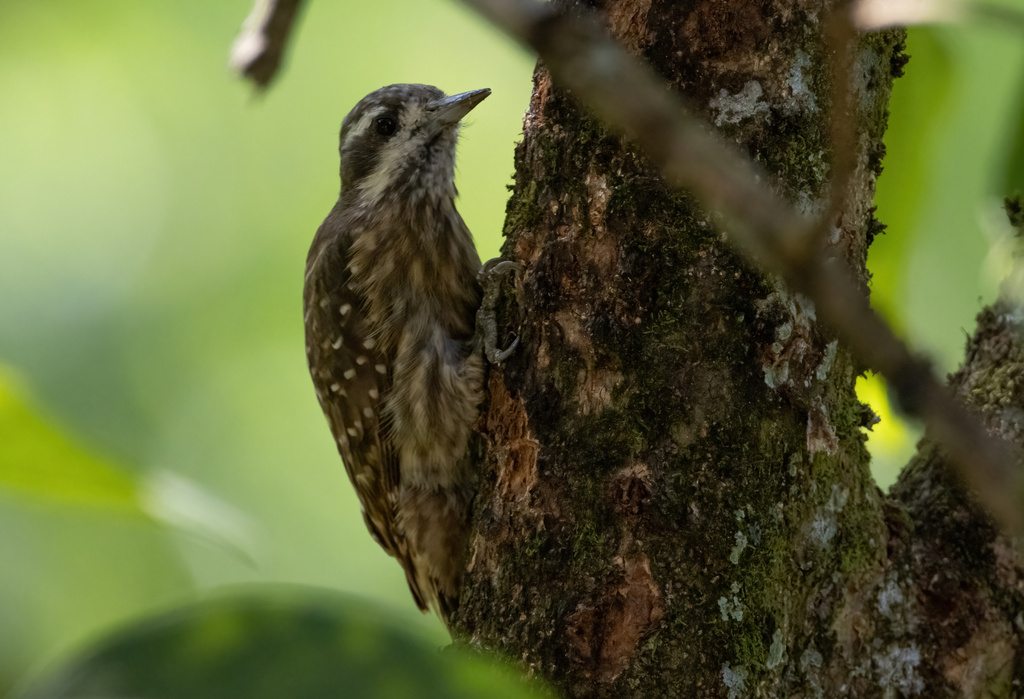 Sulawesi Pygmy Woodpecker photo
