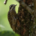 Sulawesi Pygmy Woodpecker - Photo (c) Mitch Rose, some rights reserved (CC BY-NC), uploaded by Mitch Rose