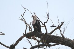 Haliaeetus vocifer