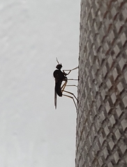 Sylvicola neozelandicus