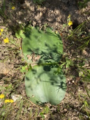 Haemanthus sanguineus