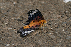 Argynnis hyperbius hyperbius