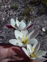 Hesperantha