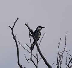 Phylidonyris niger