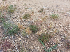 Chamaerhodos grandiflora