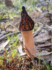 Morchella australiana