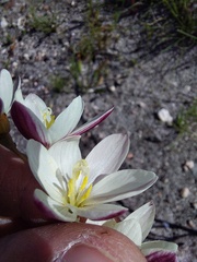 Hesperantha