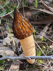 Morchella australiana