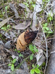 Morchella australiana