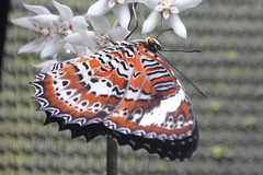 Cethosia penthesilea