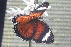 Cethosia penthesilea