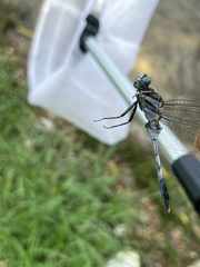 Orthetrum albistylum