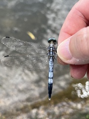 Orthetrum albistylum